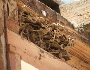 Локализация и укрепление участков с начальной стадией гниения