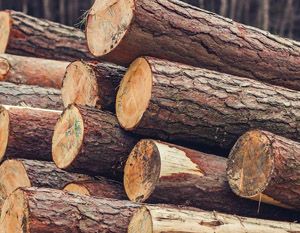 Чем отличается комлевая часть от вершинной