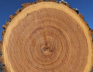 Использование заболони в черновых работах