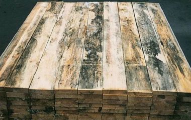 Гниение древесины