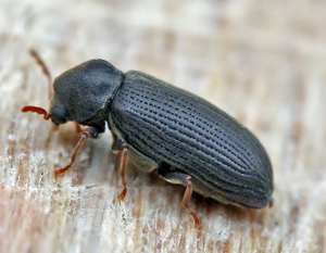Жук древоточец: характер повреждений, эффективные способы избавления и профилактика