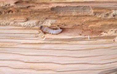 Древесные вредители и борьба с ними